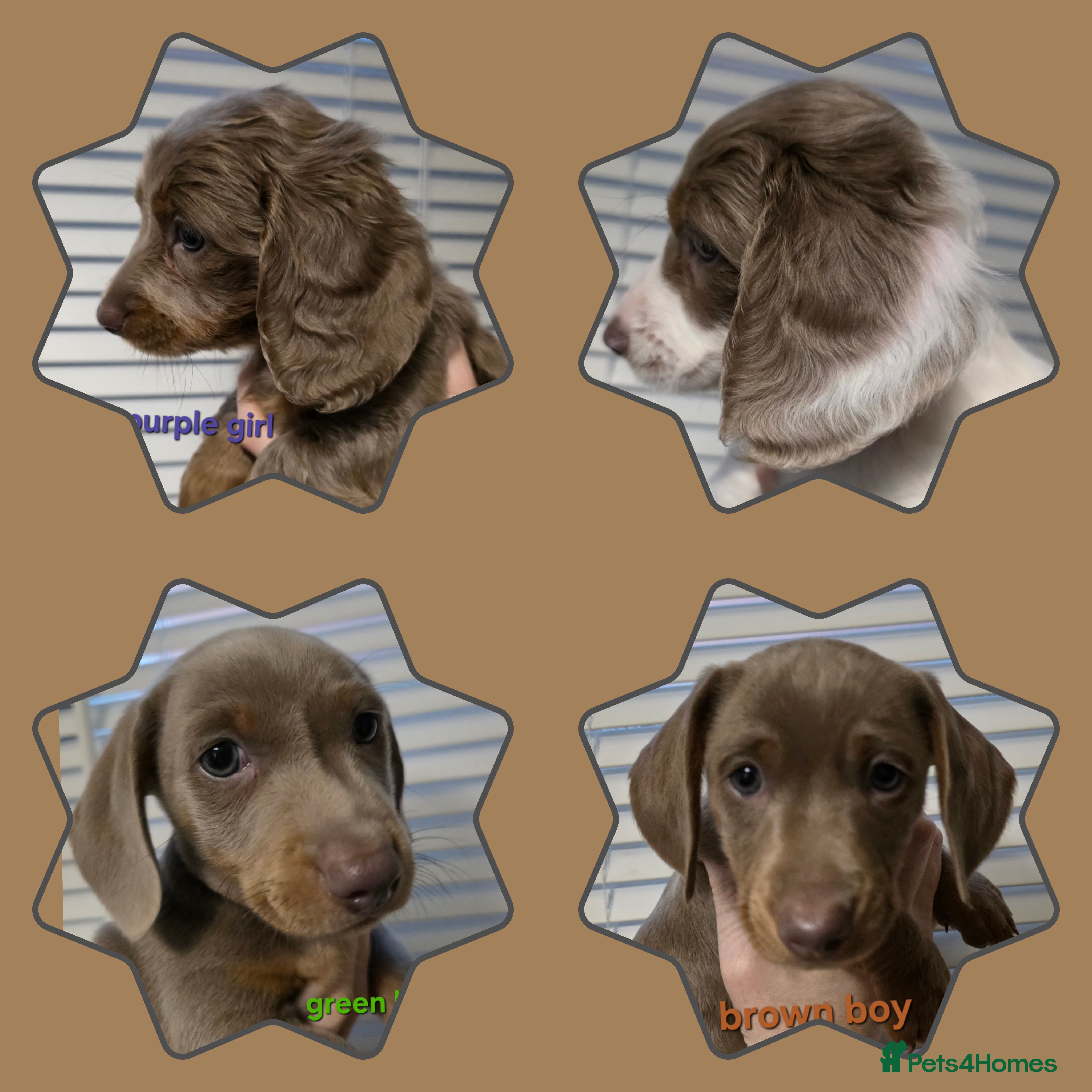 Miniature Dachshund dogs Isabella tan piebald long hair miniature dachshund - Advert 15