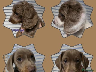Miniature Dachshund dogs Isabella tan piebald long hair miniature dachshund - Advert 15