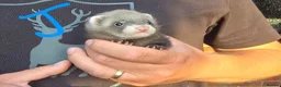 Ferret rodents for sale: Kits Half Bew Half Sandy in Stoke-on-Trent - Advert 3