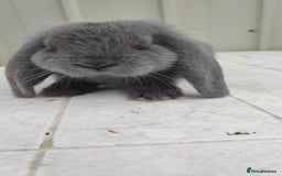 French Lop rabbits for sale: Beautiful french lop boy - Image 4