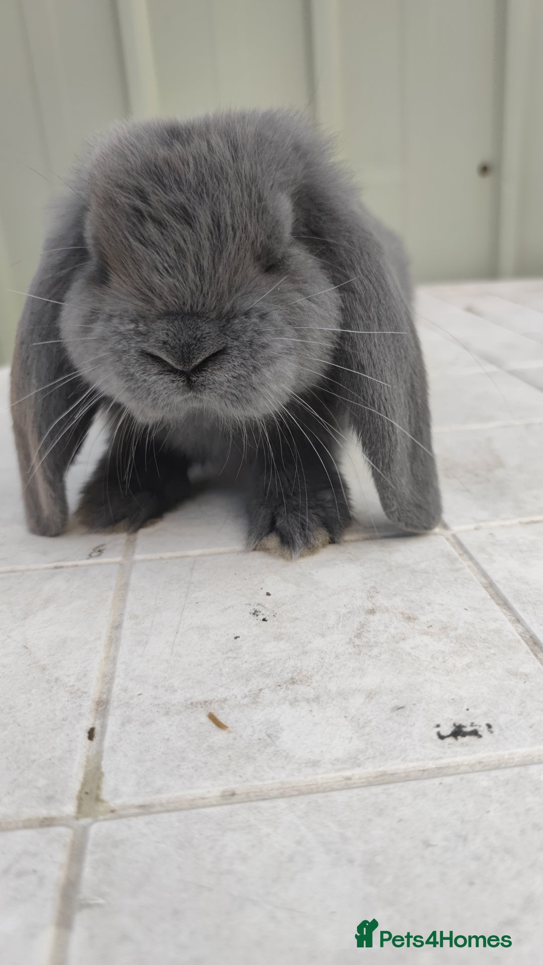 French Lop rabbits for sale: Beautiful french lop boy - Image 4