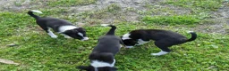 Border Collie dogs for sale: Isds border collie pups for sale in Keith - Advert 10