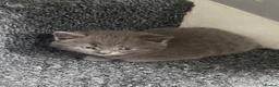 British Longhair cats for sale: 4 beautiful British Shorthair Kittens - Advert 4