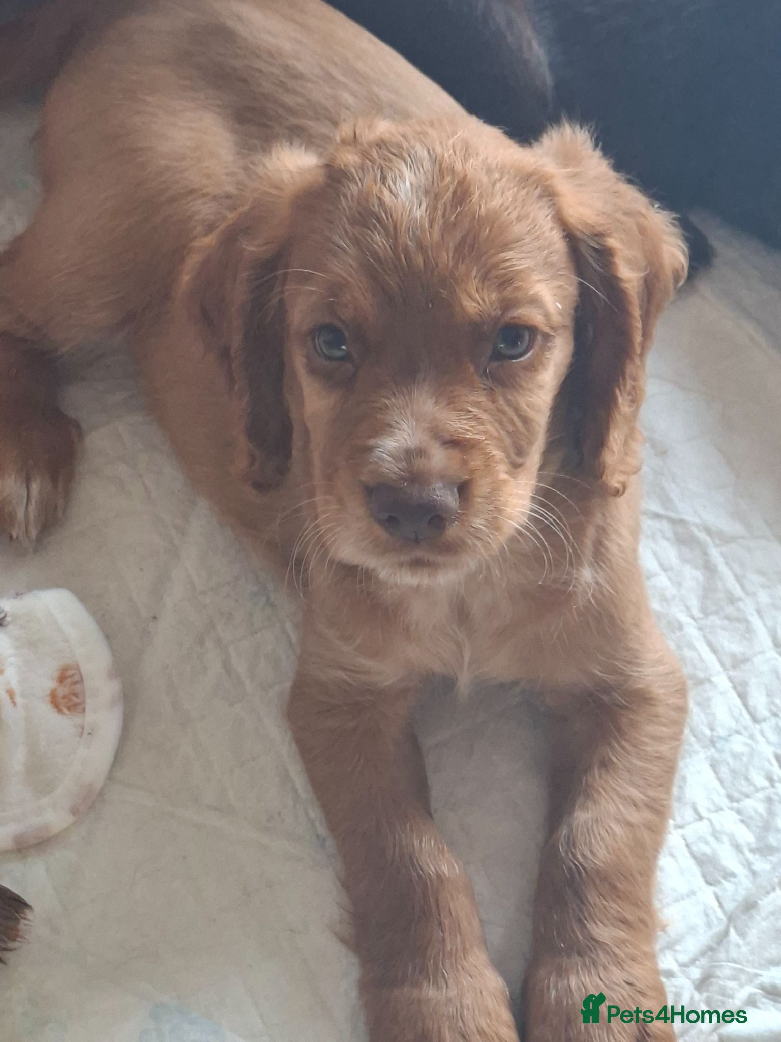 Cocker Spaniel dogs Ready 12th July  - Advert 1