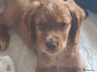 Cocker Spaniel dogs Ready 12th July - Advert 1
