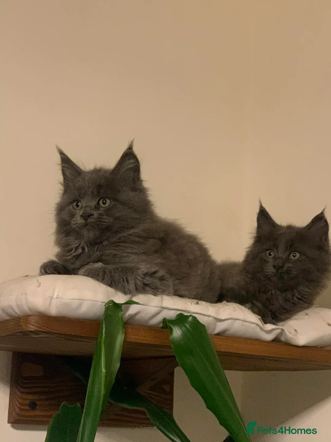 Maine Coon cats for sale: 5 Adorable Maine Coons  - Advert 2