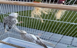 Cockatiels birds for sale: Pair of cockatiels with cage  - Image 7