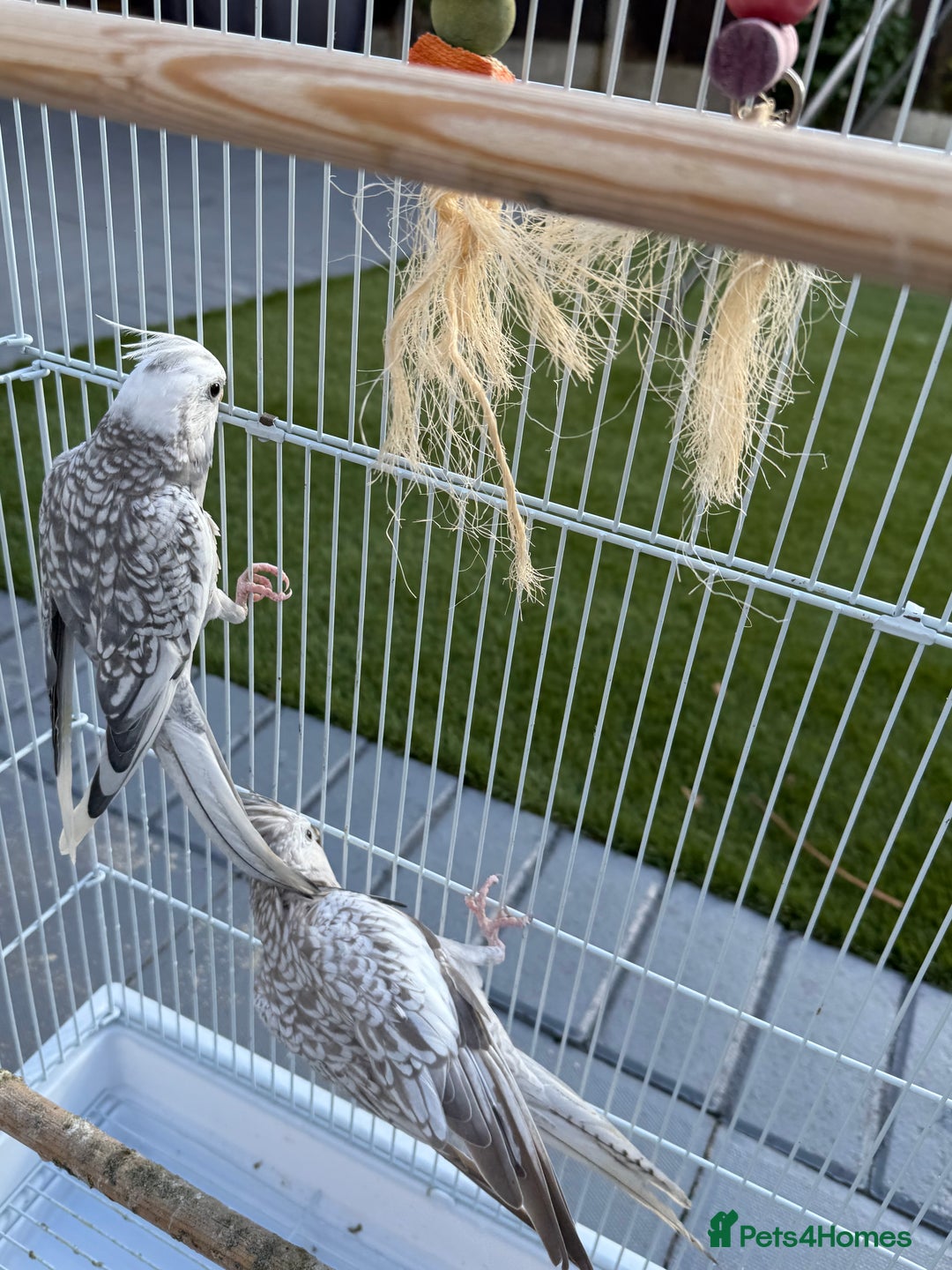 Cockatiels birds for sale: Pair of cockatiels with cage  - Image 7
