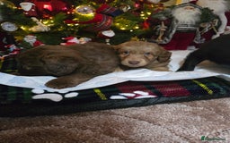 Cockapoo dogs for sale: Cockapoo puppies  - Advert 13