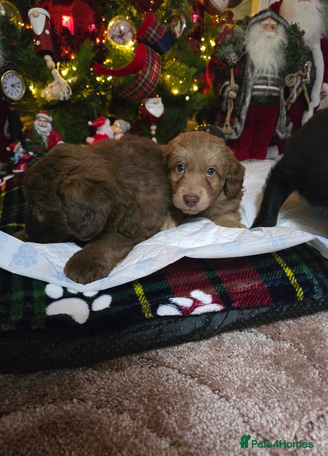 Cockapoo dogs for sale: Cockapoo puppies  - Advert 13