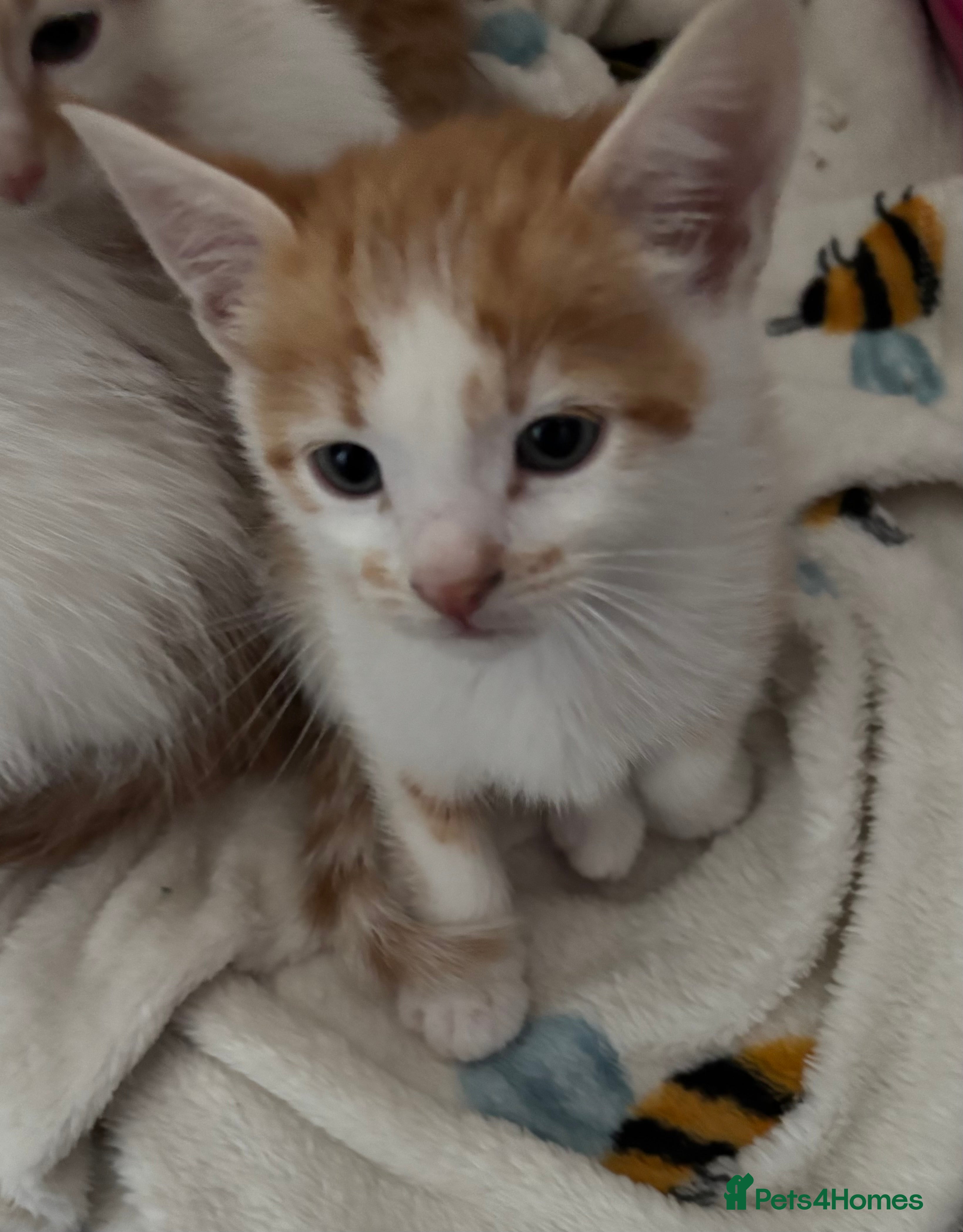 Mixed Breed cats Stunning ginger kittens  - Advert 10