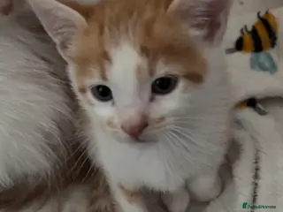 Mixed Breed cats Stunning ginger kittens - Advert 10