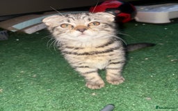Mixed Breed cats for sale: Beautifully natured boy kitten ❤️ - Image 5
