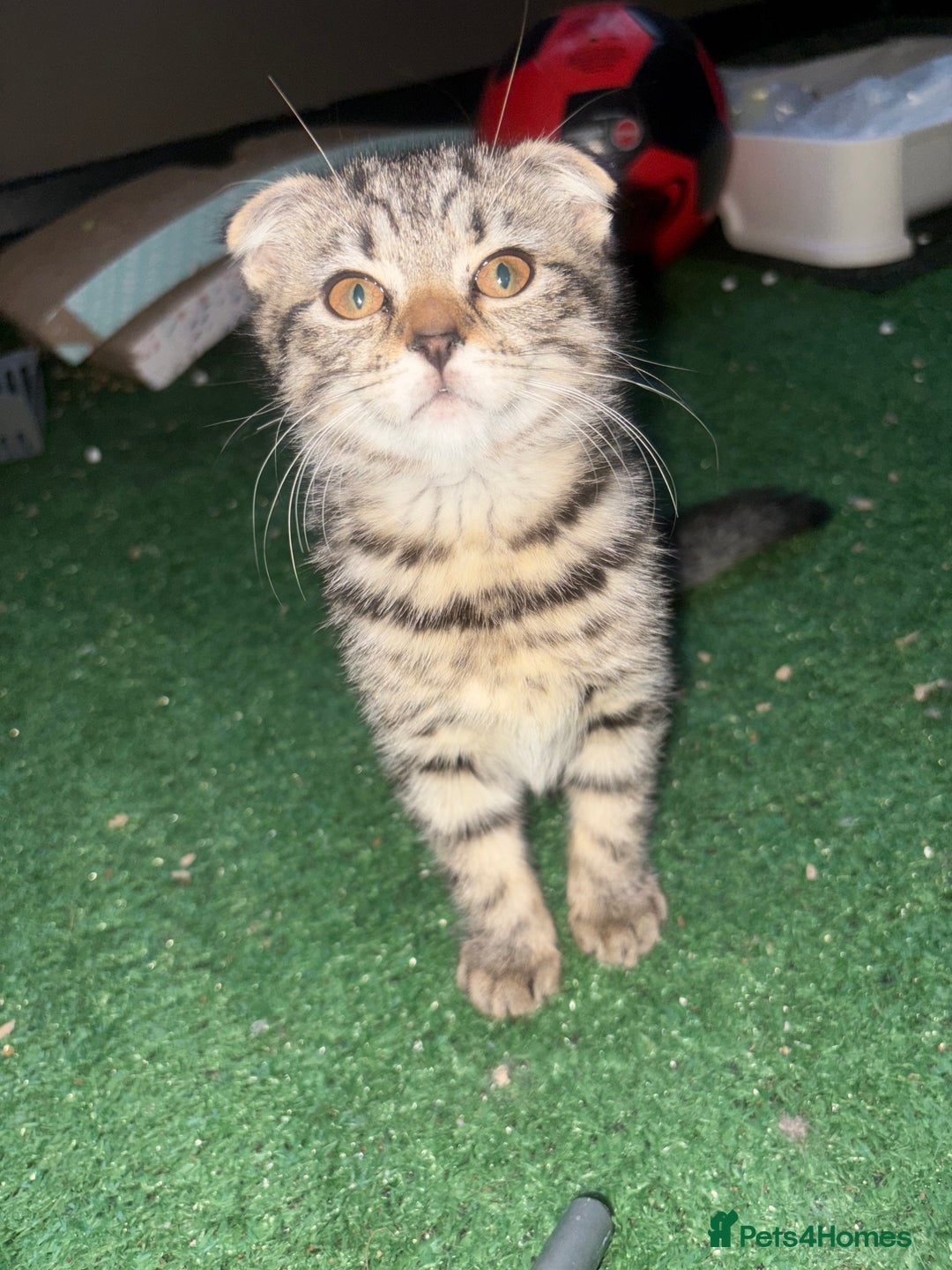 Mixed Breed cats for sale: Beautifully natured boy kitten ❤️ - Image 5
