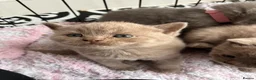 British Shorthair cats for sale: British shorthair kittens blue & lilic - Advert 2