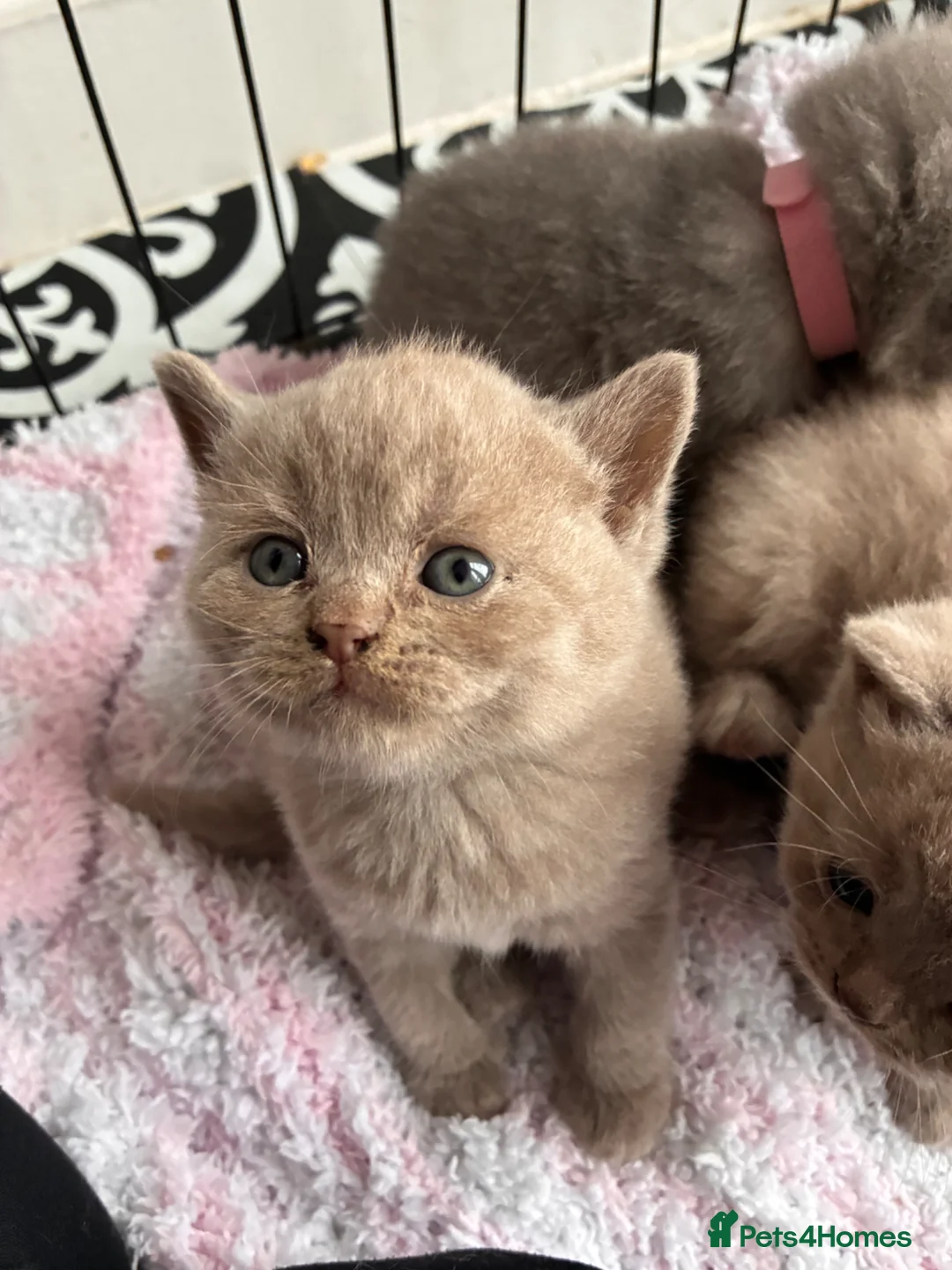 British Shorthair cats for sale: British shorthair kittens blue & lilic - Advert 2