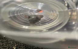 Mouse rodents for sale: Female mice free to good home - Image 8