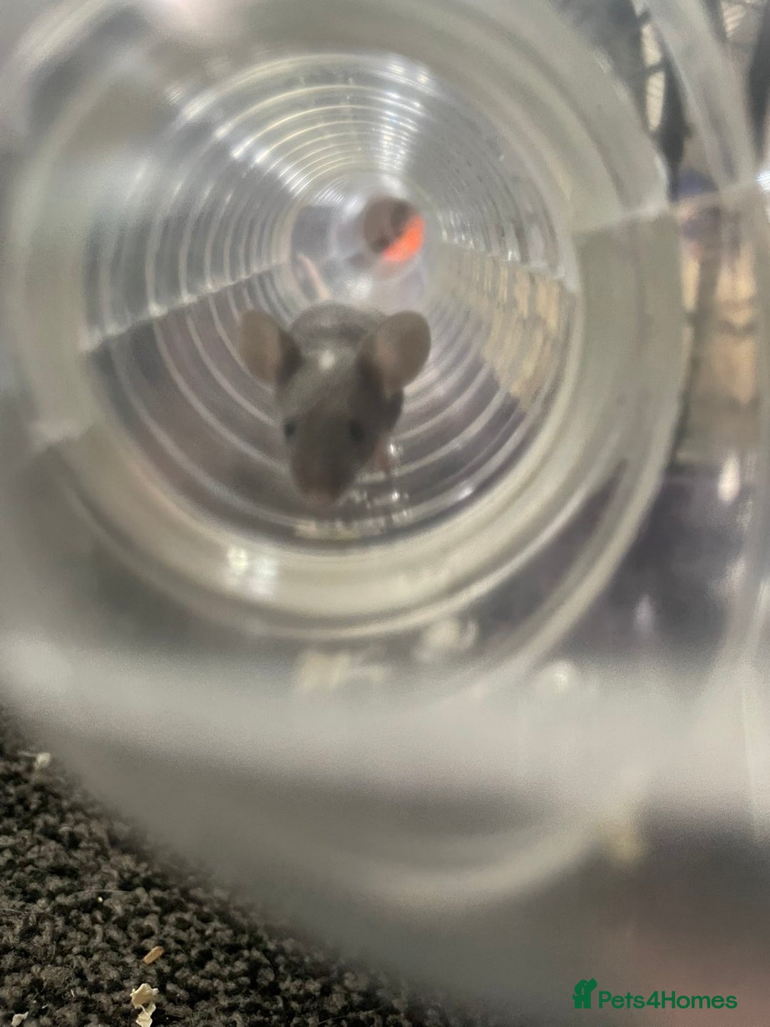 Mouse rodents for sale: Female mice free to good home - Image 8