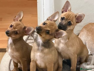 Mixed Breed dogs 3 young male puppies - Advert 6