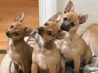 Mixed Breed dogs 3 young male puppies - Advert 5