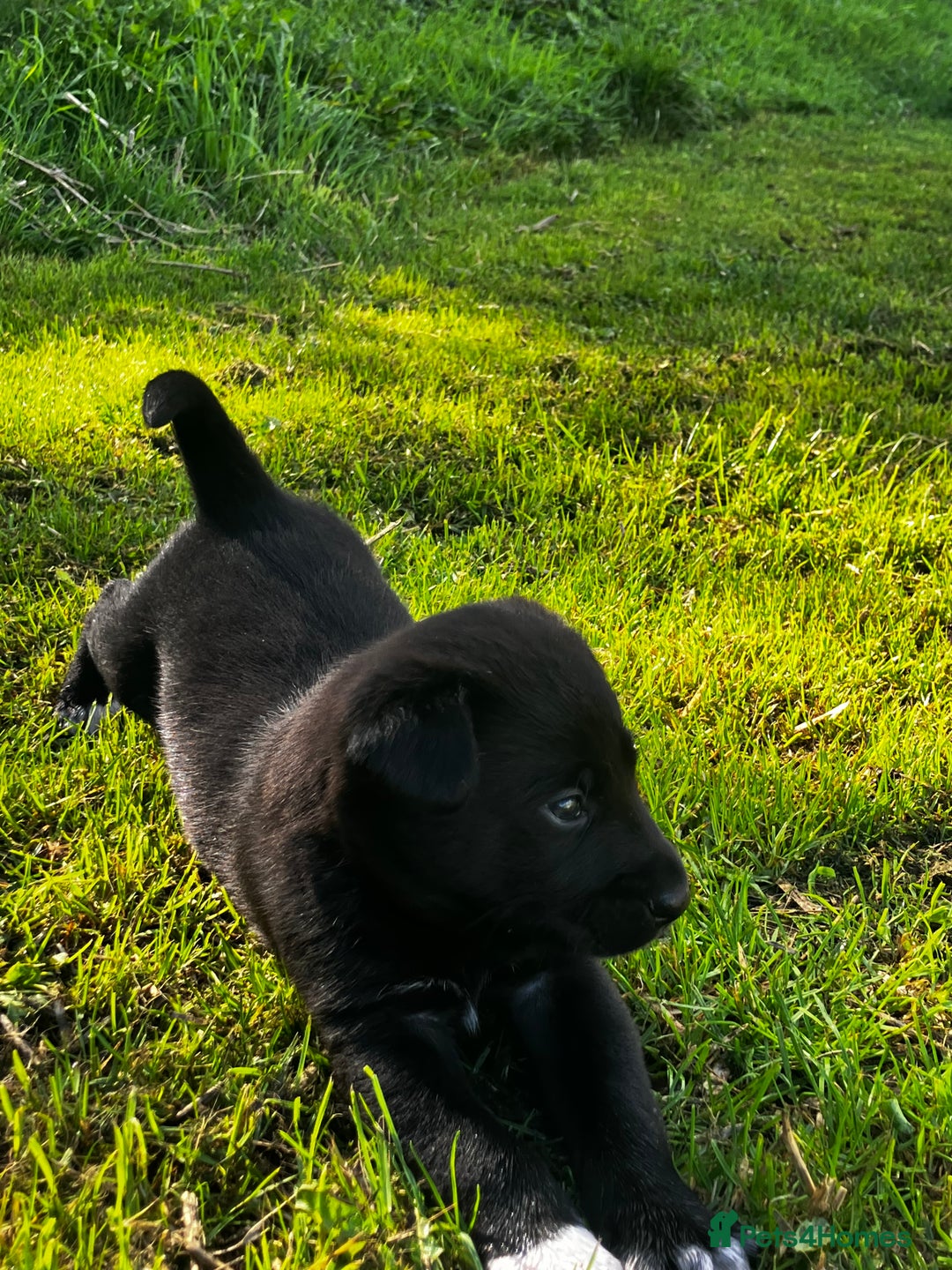 Borador dogs for sale: Collie X Labrador Puppies  - Image 9