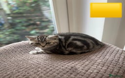 British Shorthair cats for sale: Beautiful registered British Shorthaired Kittens - Image 16