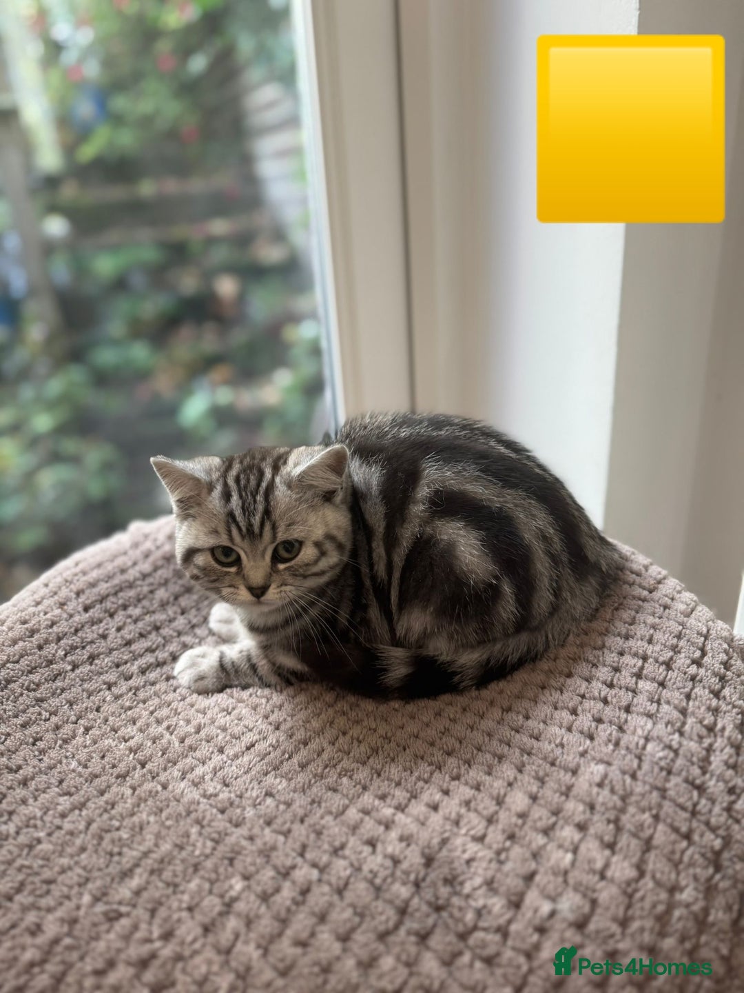 British Shorthair cats for sale: Beautiful registered British Shorthaired Kittens - Image 16