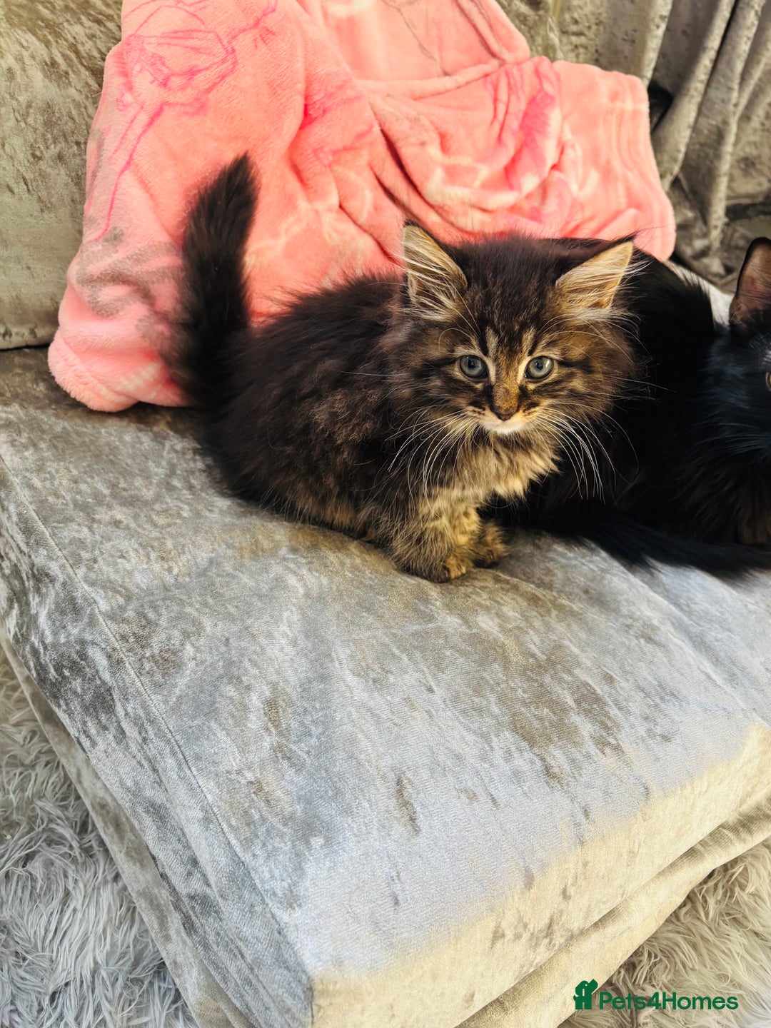 Maine Coon cats for sale: Mixed Main coon kittens available  - Advert 12