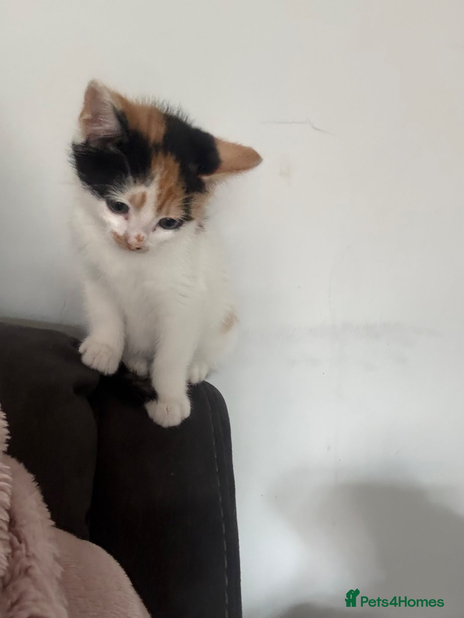 Mixed Breed cats Last kitten female calico - Advert 1