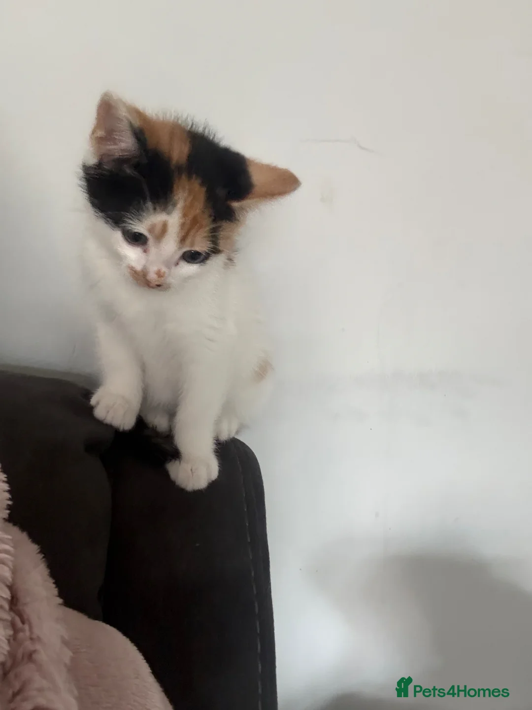 Mixed Breed cats for adoption: Last kitten female calico - Advert 1