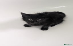 Mixed Breed cats for sale: Gorgeous kittens Cute bundles of mischief - Image 12