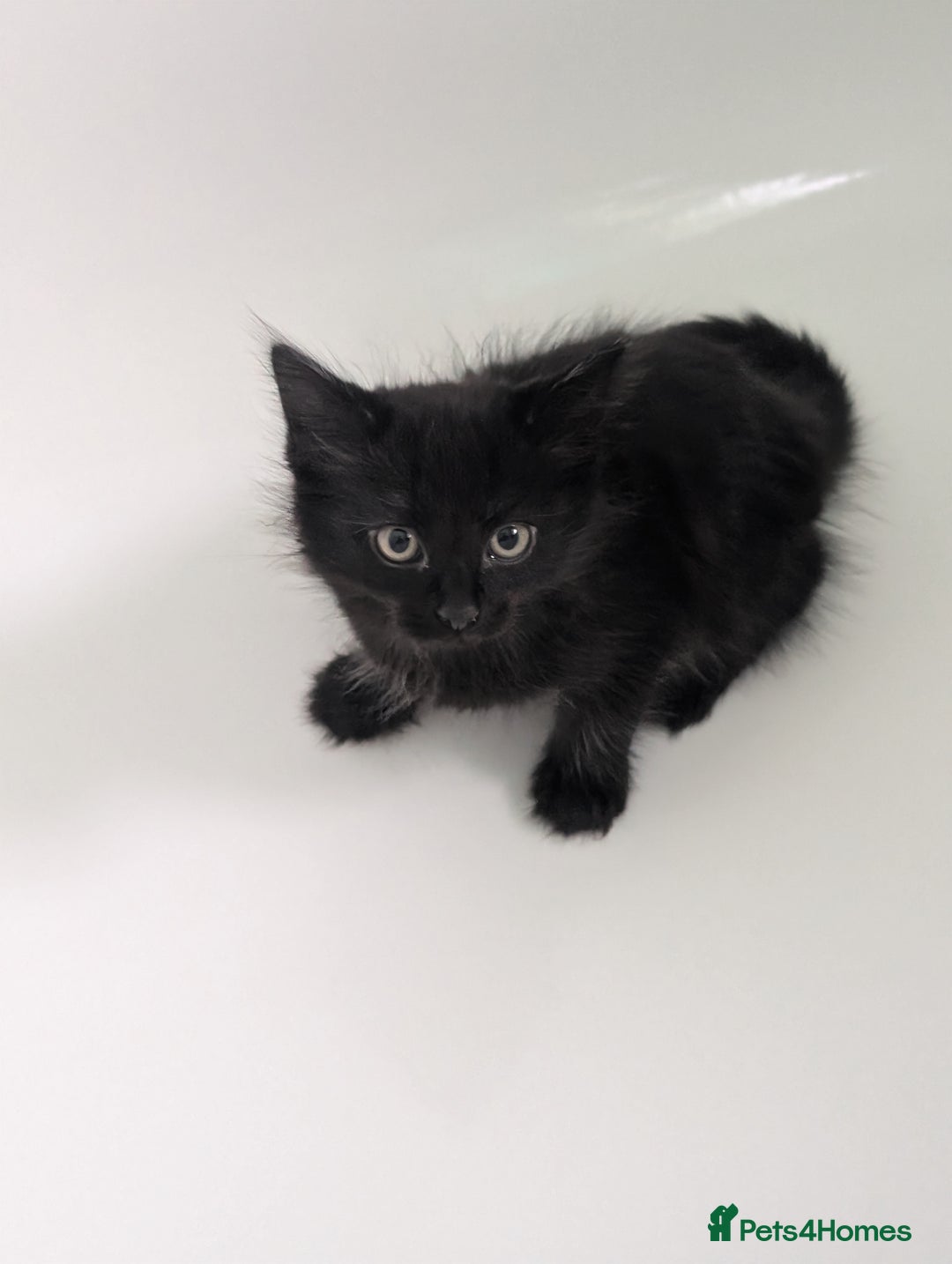 Mixed Breed cats for sale: Gorgeous kittens Cute bundles of mischief - Image 12