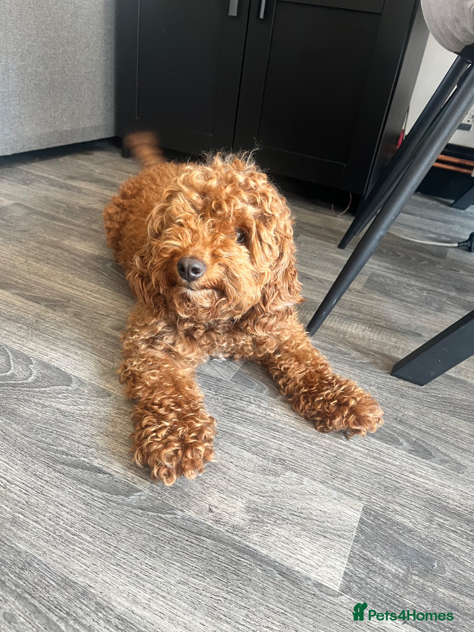 Mixed Breed dogs for sale: F1 Labradoodle/cockapoo Mix ❤️  - Advert 21