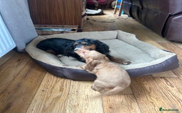 Cocker Spaniel dogs for sale: registered cocker spaniel pup for sale - Image 12