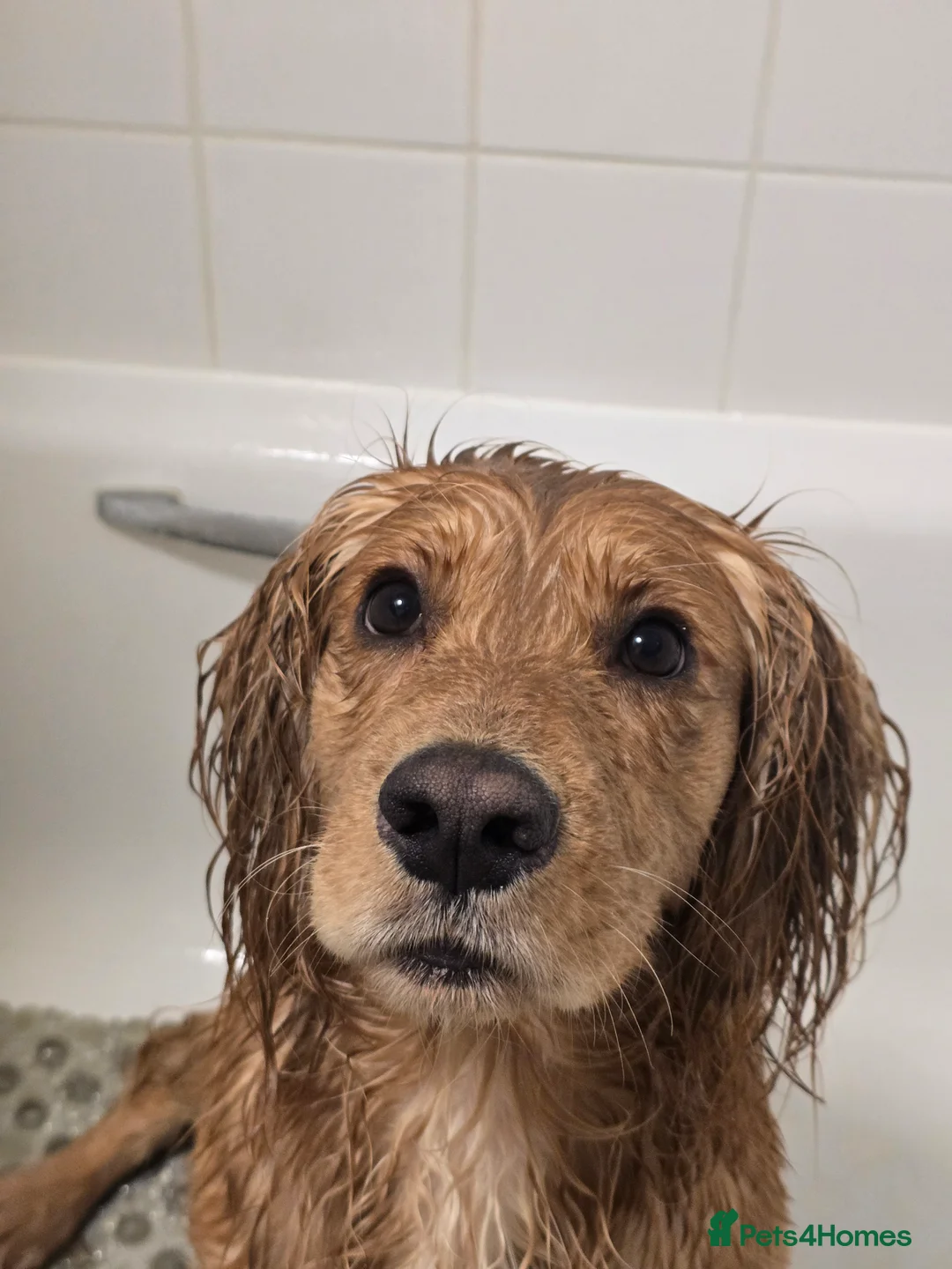 Cocker Spaniel dogs for sale: Active Working Cocker Spaniel - Advert 2