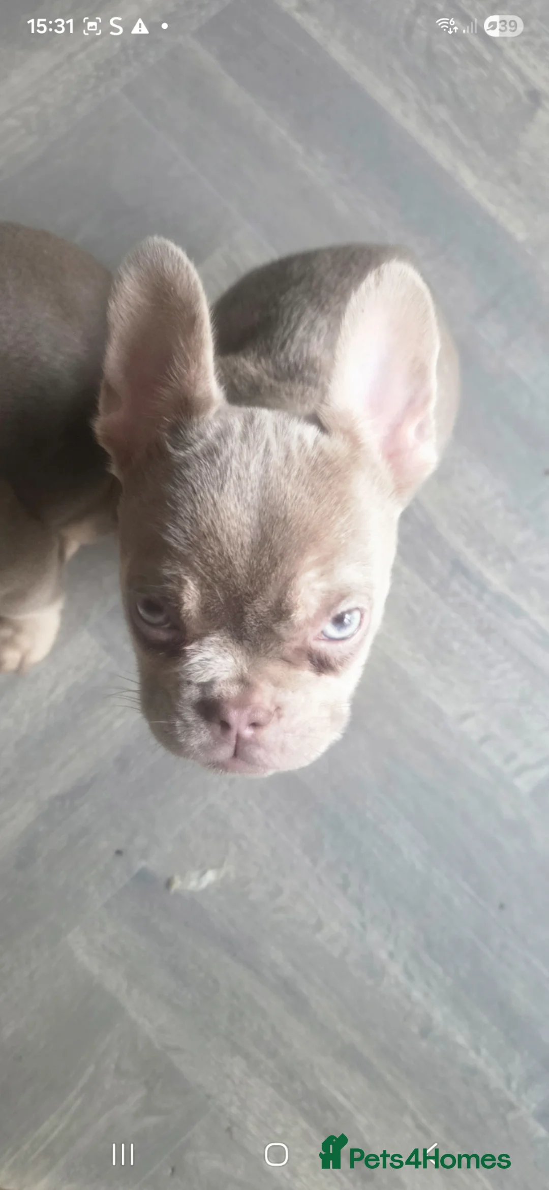 French Bulldog dogs for sale: 'New shade isabella' French bulldog puppys 😍 in Lancing - Advert 2