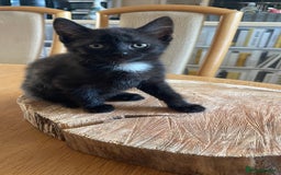 Mixed Breed cats for sale: Kittens ready for their new homes - Image 3
