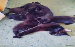 Mixed Breed cats for sale: 2 LOVELY AND CUTE KITTENS LOOKING FOR HOME!!! - Image 5