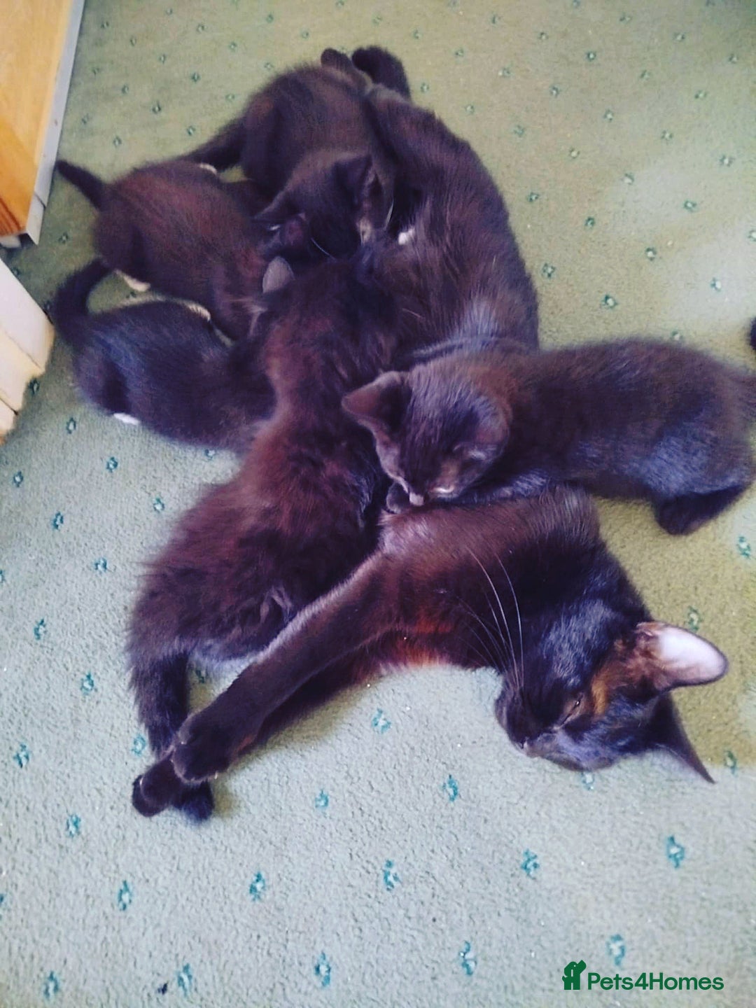 Mixed Breed cats for sale: 2 LOVELY AND CUTE KITTENS LOOKING FOR HOME!!! - Image 5