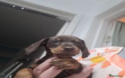 Miniature Dachshund dogs for sale: Kc Miniature dachshund  - Image 3