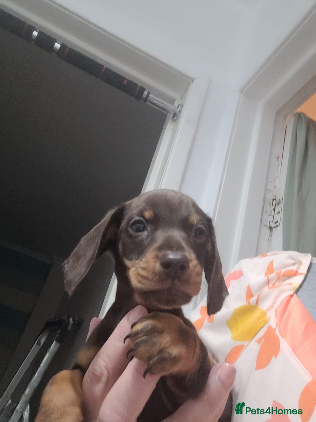 Miniature Dachshund dogs for sale: Kc Miniature dachshund  - Image 3