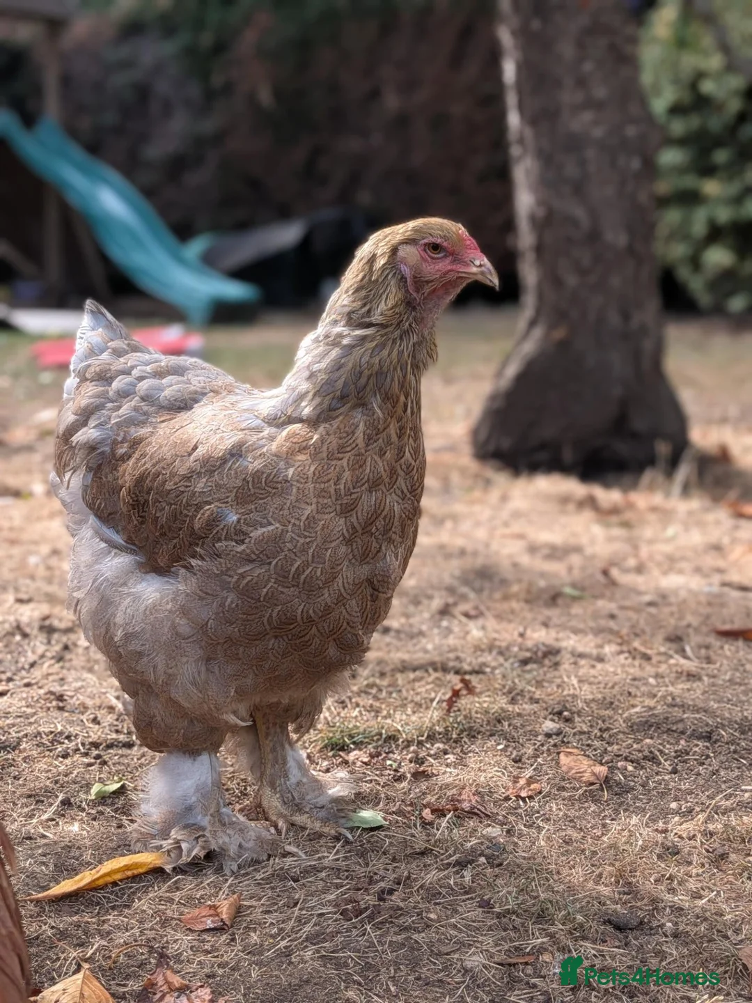Chickens poultry for sale: Brahma Flock for Sale - Advert 2