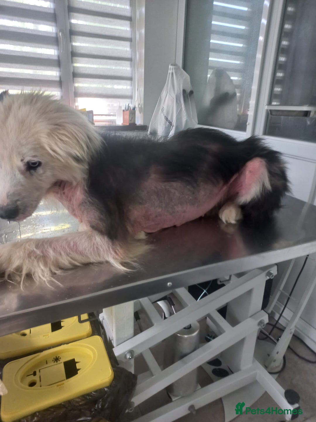 Mixed Breed dogs for adoption: BLUE3 - a lovely boy for a Loving Home - Image 9