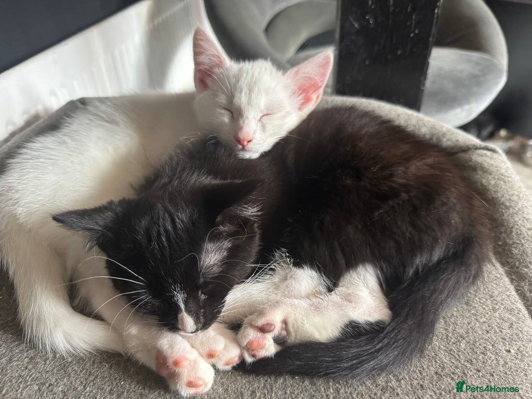 Domestic Shorthair cats for sale: 4 kittens for sale - Image 4