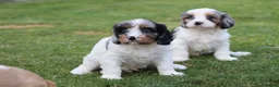 Cockapoo dogs for sale: Beautiful Cockerlierpoo puppies for sale - Advert 25