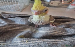 Cockatiels birds for sale: Hand reared cockateil - Image 4