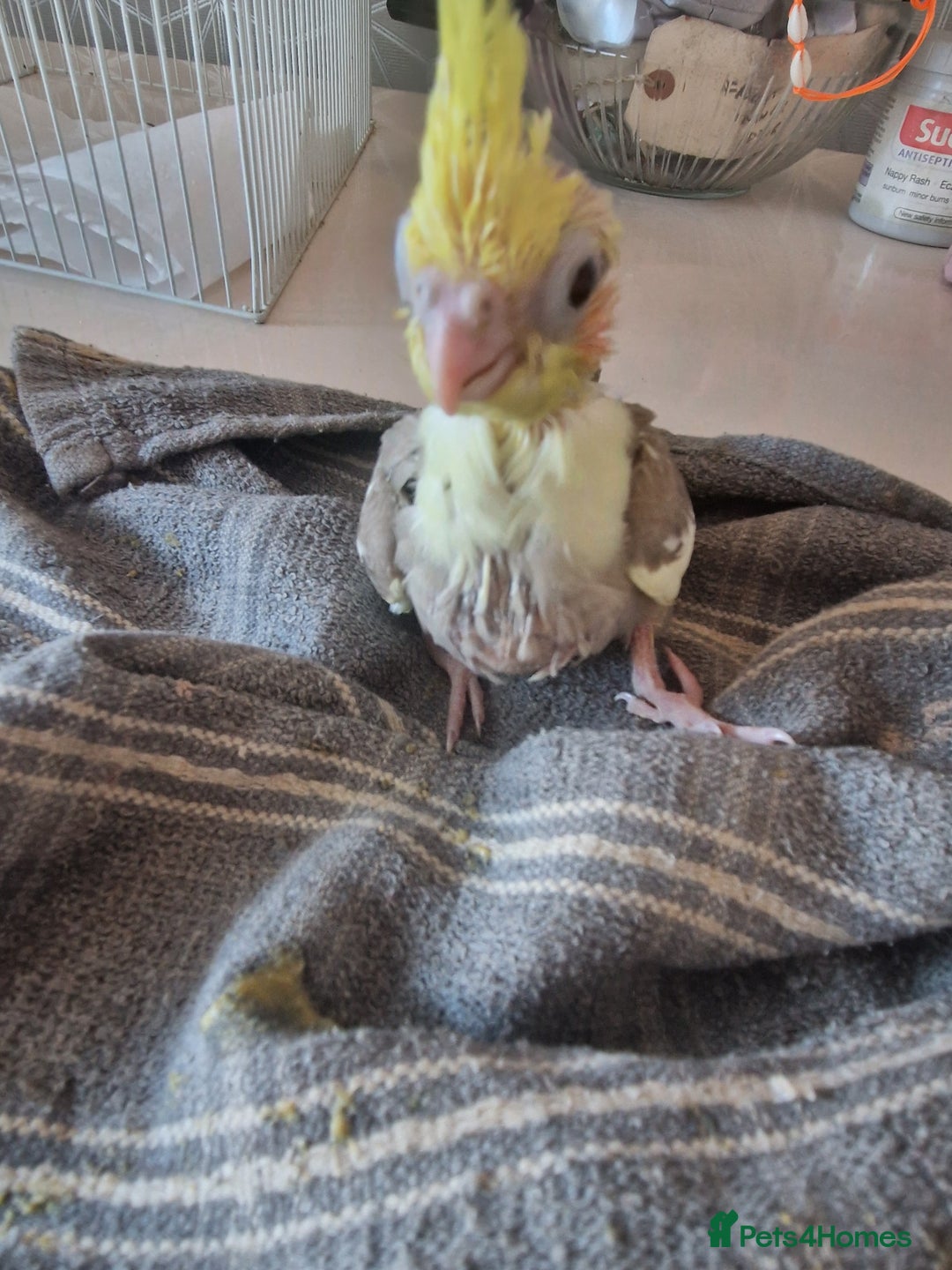 Cockatiels birds for sale: Hand reared cockateil - Image 4