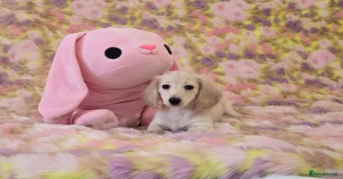 Miniature Dachshund dogs - Advert 5