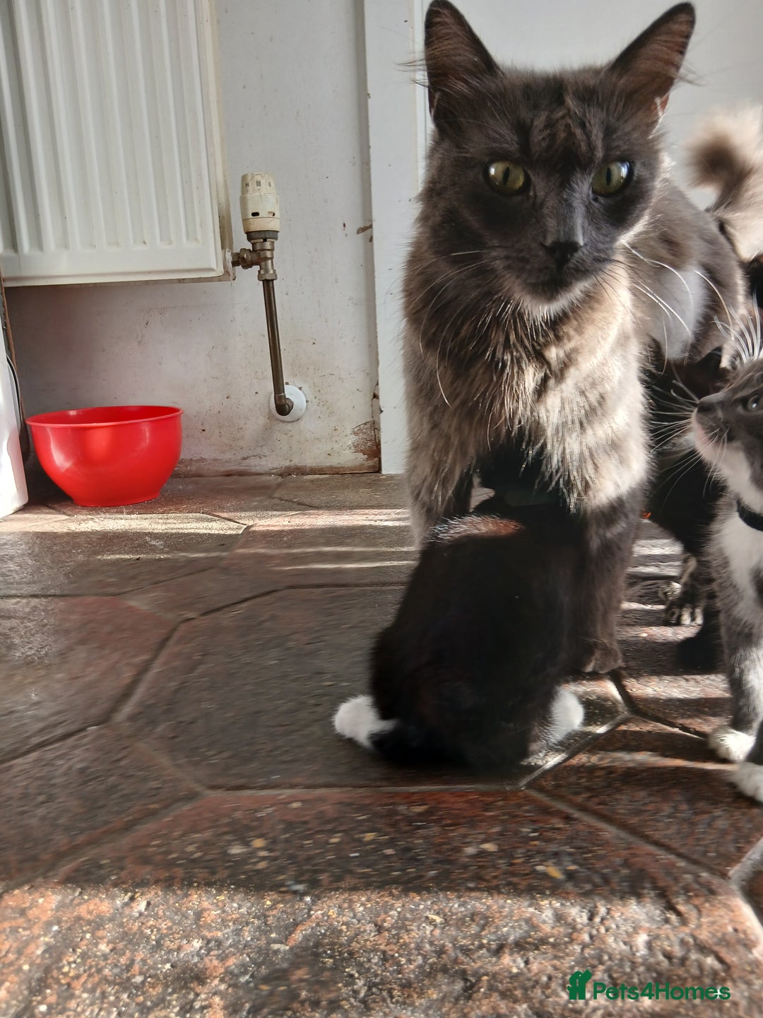 Mixed Breed cats for sale: 6 Kittens looking for new forever homes - Advert 2