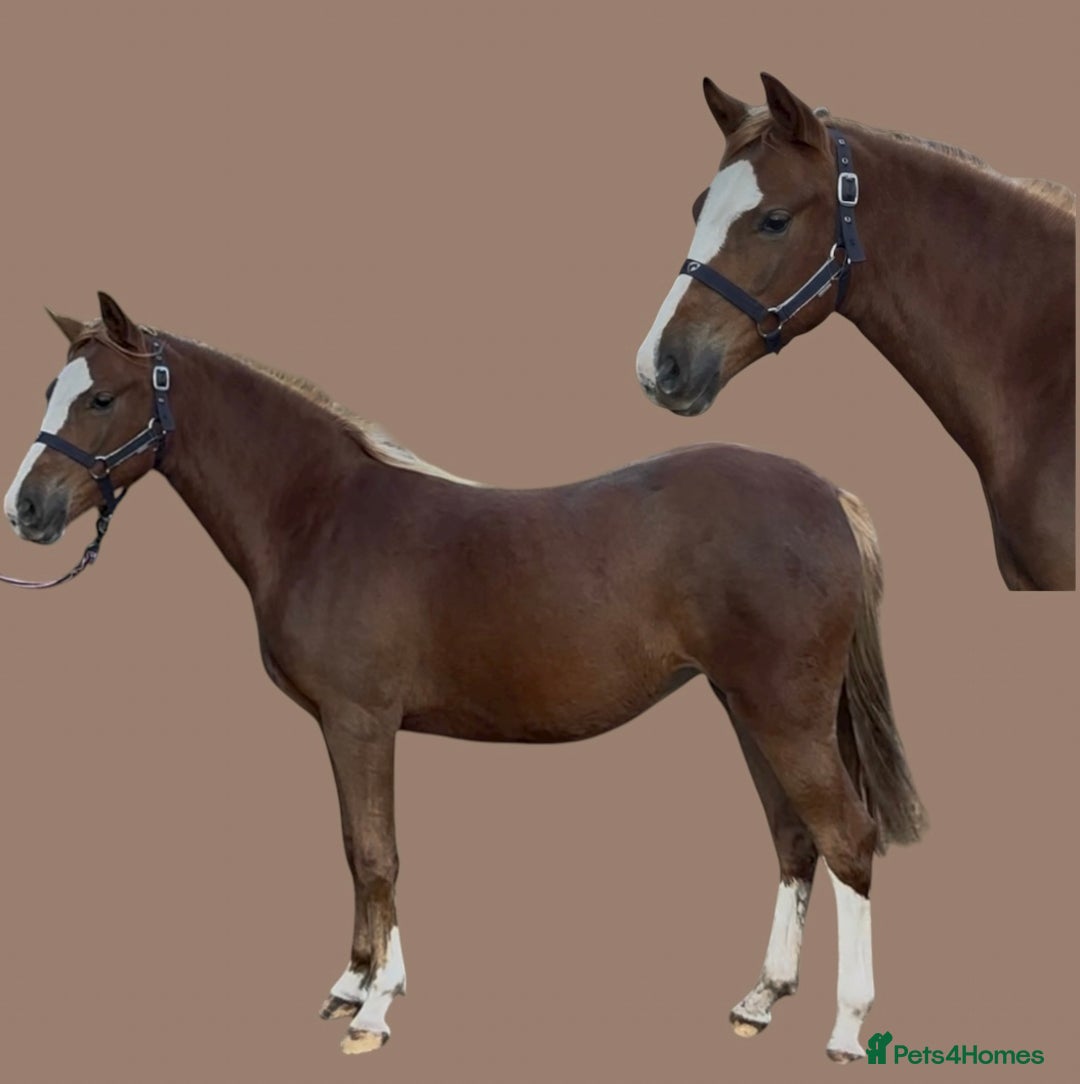 Welsh Section B horses for sale: Lovely Welsh B Filly for sale  - Advert 1